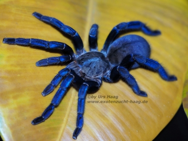 Cyriopagopus lividus, Spiderling